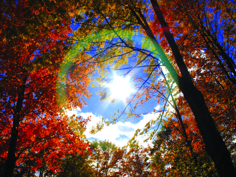iStock_000000134205Small.jpg