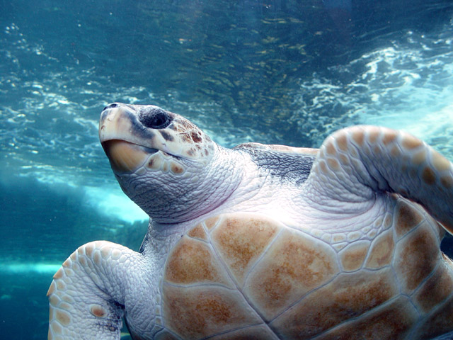 Endangered turtle eggs to be rescued 