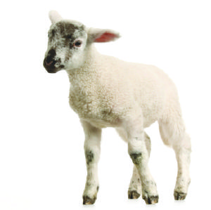 Top five facts: cloning
