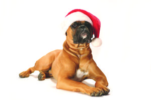 IB dog years iStock_000000881314Large