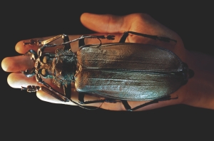 Titan beetle Science Photo Library