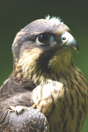 What's the fastest animal of all time? Falcon