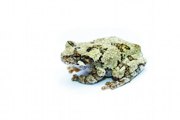 [http://www.howitworksdaily.com/wp-content/uploads/2012/04/Copes_Grey_Treefrog_Brian-Gratwicke.jpg]