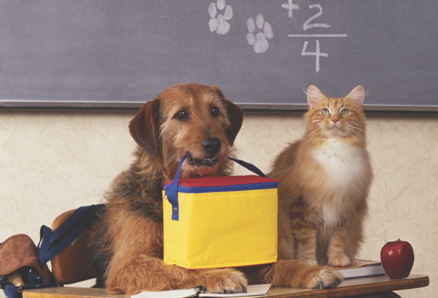 who is smarter cats or dogs which are smarter cats or dogs how it works magazine who is smarter cats or dogs which are smarter cats or dogs how it works magazine