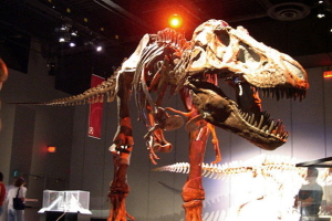 Forensics, forensic science, history, science, fraud, DNA, Zoology, carbon-14