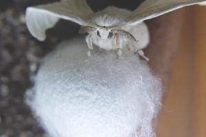 silk, silkworm, caterpillar, fibroin, sericin, dissolve, manufactured, environment