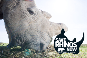 Rhino Week
