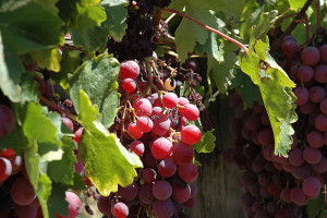 800px-Swan_Valley_red_grapes