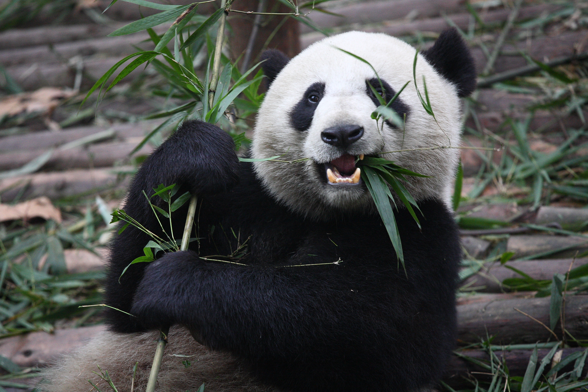 Why do pandas eat bamboo? | How It Works Magazine2400 x 1600