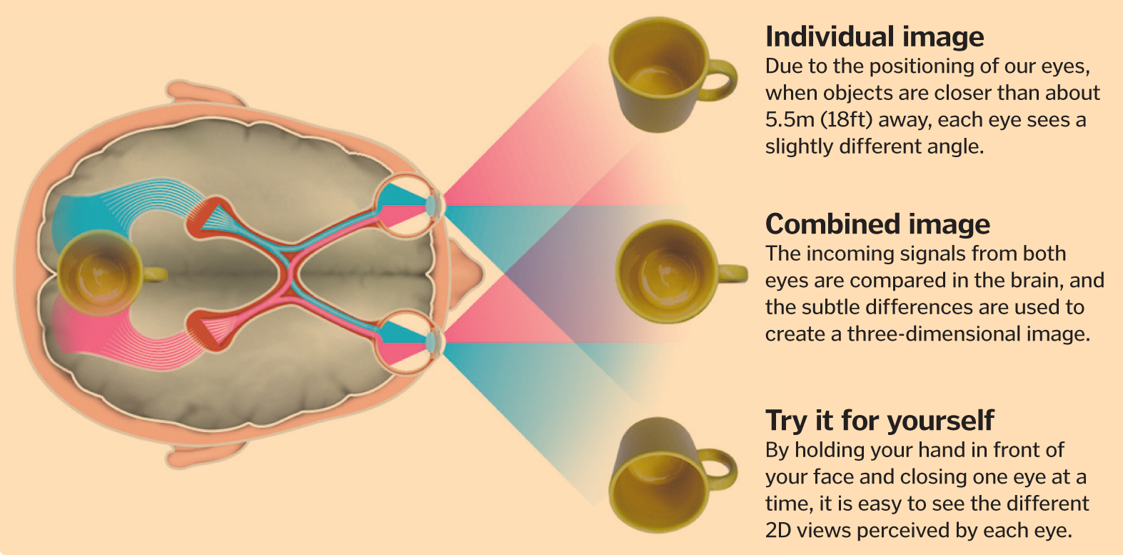 Does each eye see in 2D?