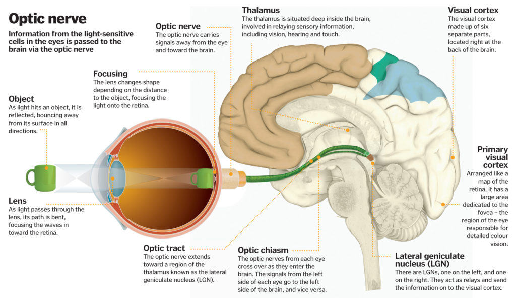 Science of vision How do our eyes enable us to see? How It Works