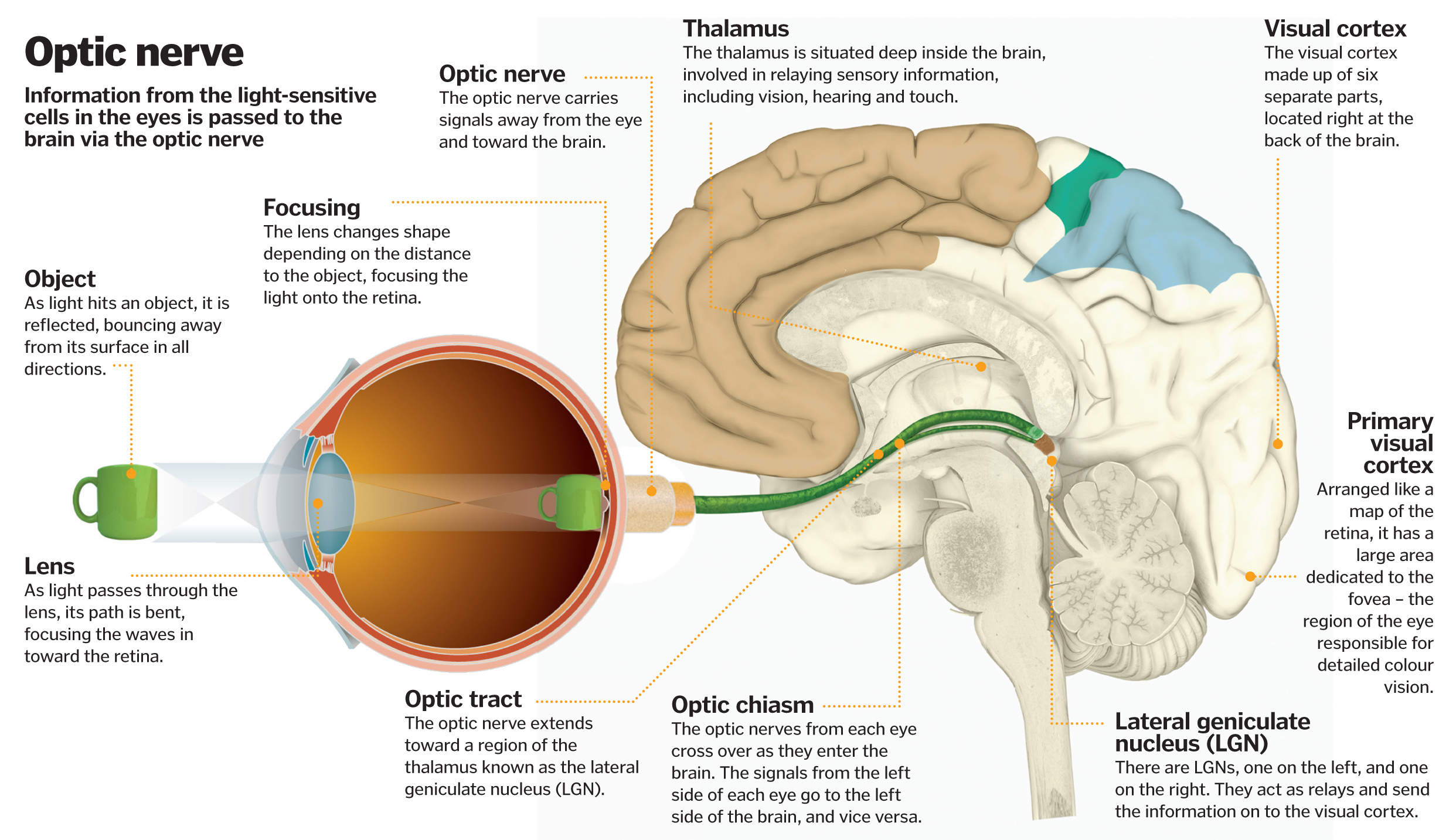 Science Of Vision How Do Our Eyes Enable Us To See How It Works