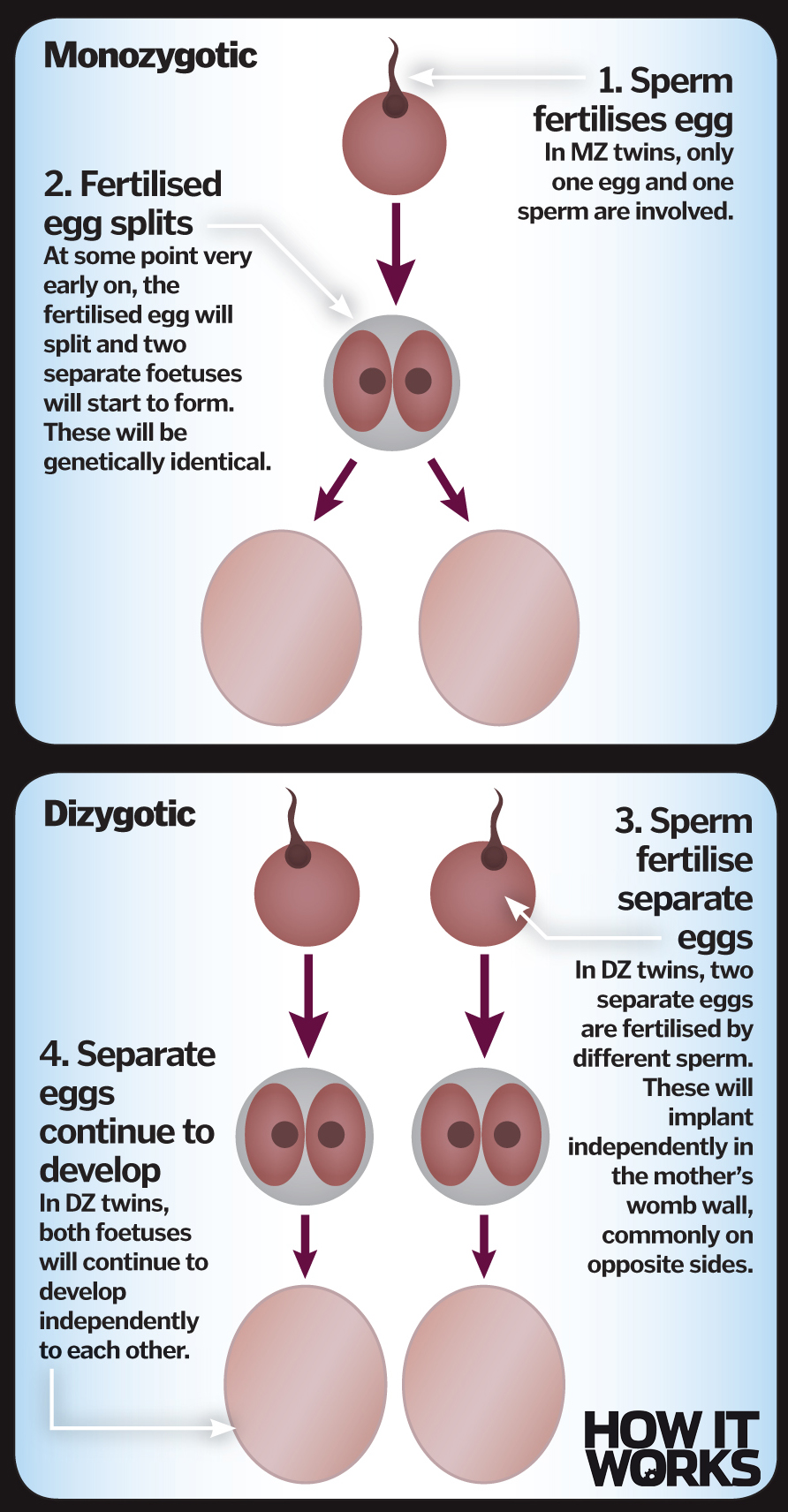 What Are Twins How It Works Magazine