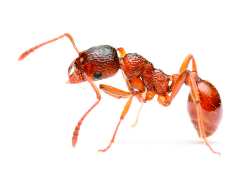 ants breathe