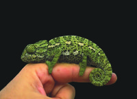 How Do Chameleons Camouflage Themselves How It Works