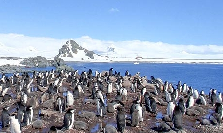 Google maps Antarctica; penguins' privacy compromised | How It Works
