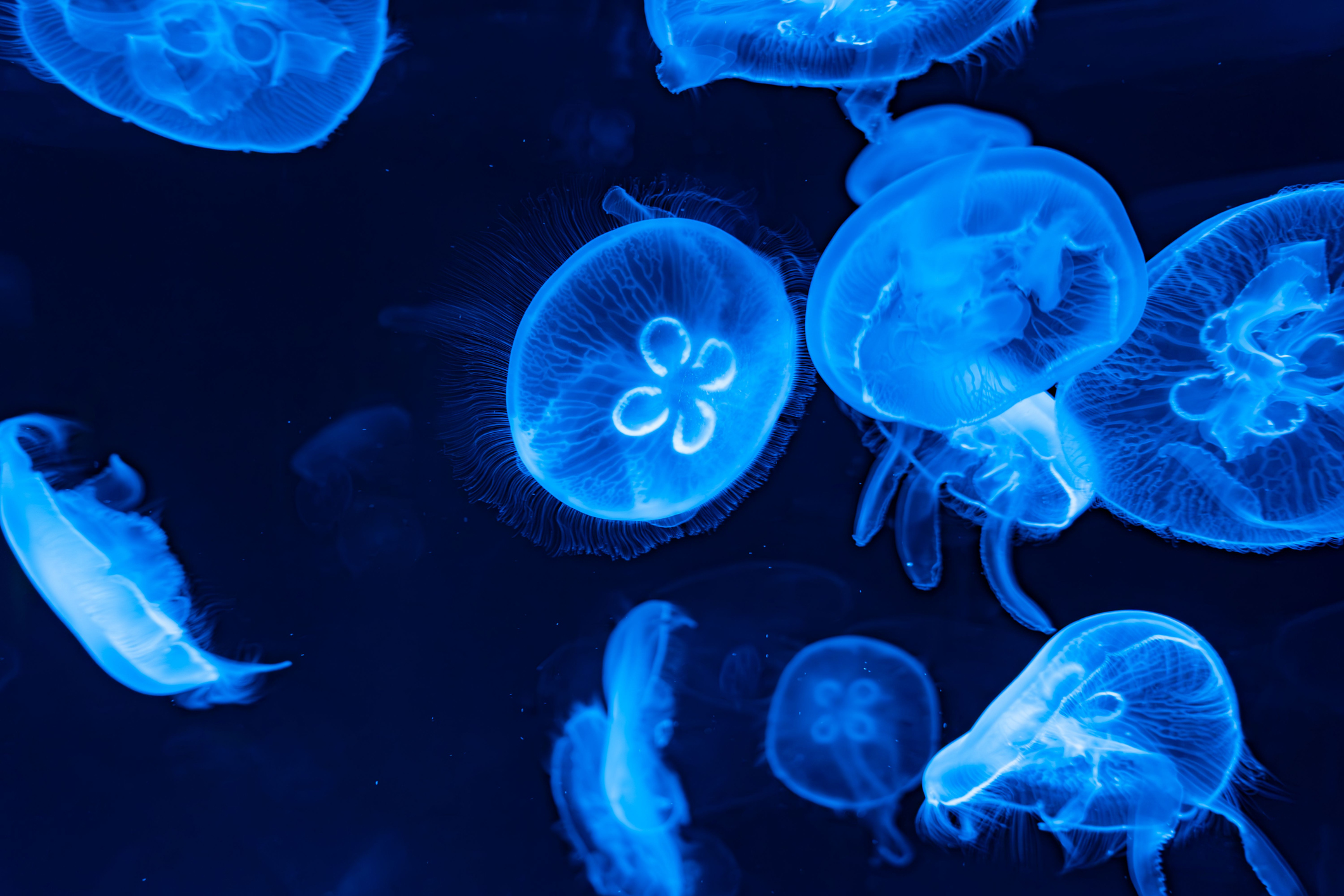 Lightworm How do bioluminescent creatures produce light? – How It Works