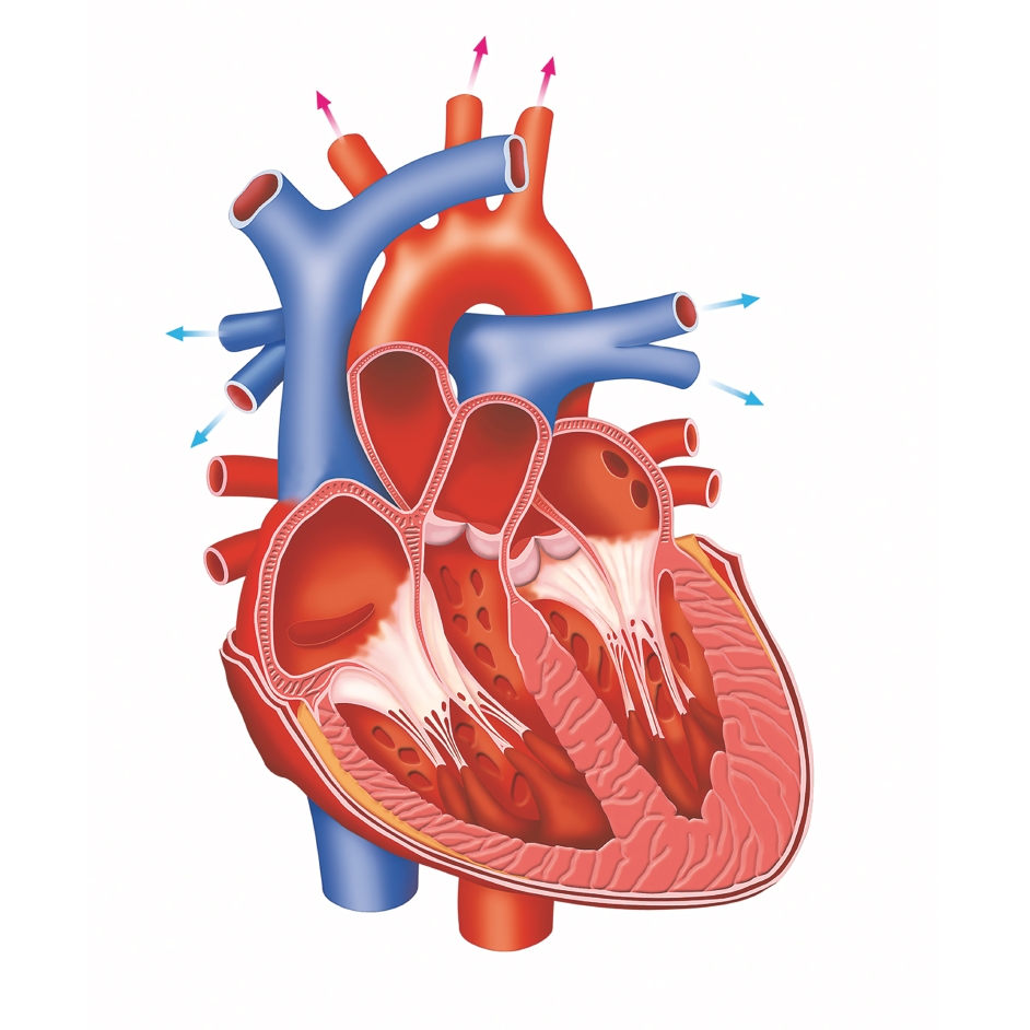 The Human Body: How does the heart work? - How It Works