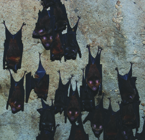 Question Of The Day: Why do bats hang upside down? – How It Works