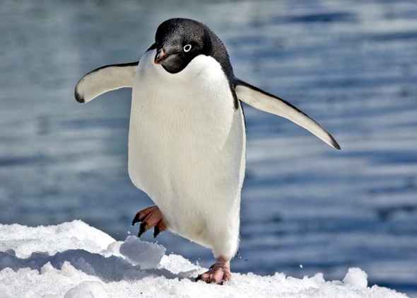 Why don't penguins' feet freeze? – How It Works