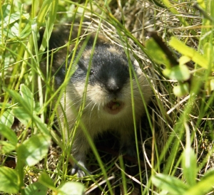 lemmings jumping off cliffs game