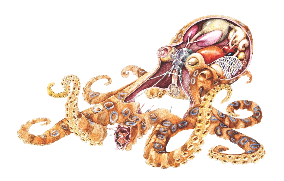 See inside an octopus – How It Works