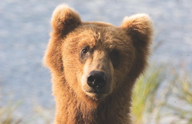 what-s-the-difference-between-black-and-brown-bears-how-it-works