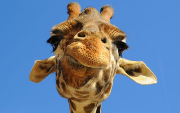 Which animals have the longest legs? - How It Works