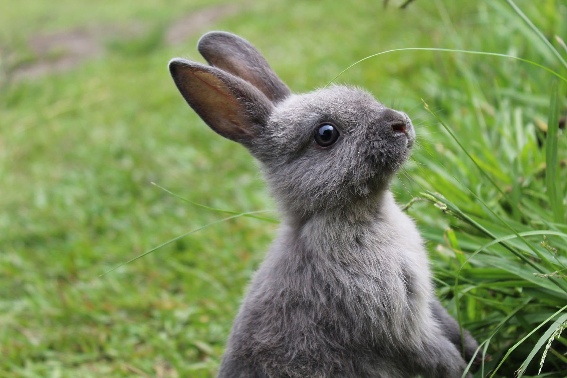 Why do rabbits have long ears? – How It 