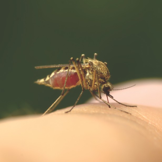 How mosquito repellent works How It Works