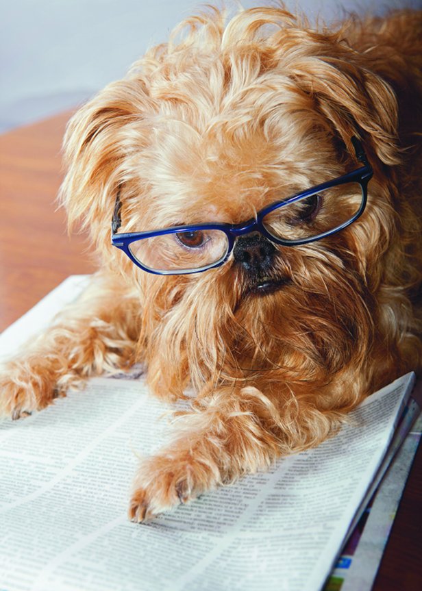 Why don’t dogs see in colour? How It Works