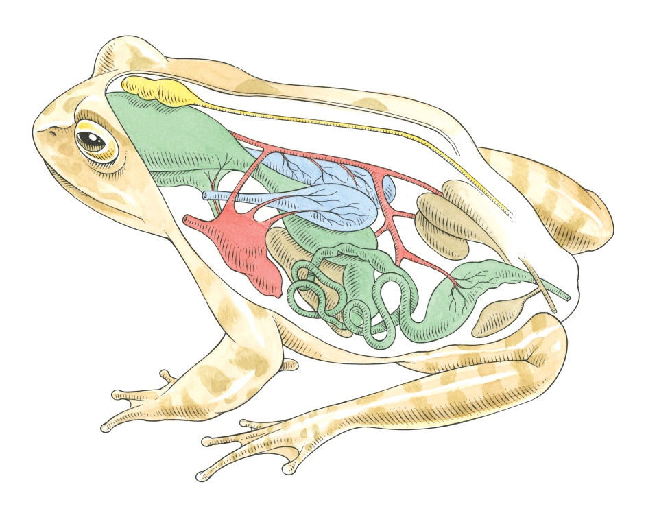 Полость земноводных. Анатомия земноводного лягушки. Внутреннее строение амфибии лягушки. Строение лягушки внутри. Пищеварительная система земноводных лягушек.