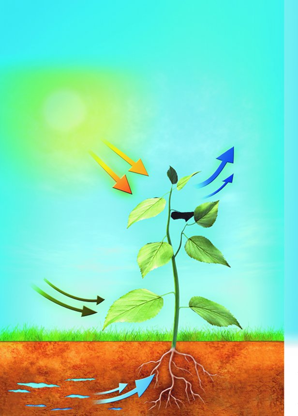 How Fast Does Bamboo Grow How It Works how-fast-does-bamboo-grow-how-it-works