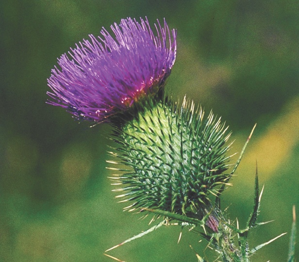 Plants of the Nile – How It Works