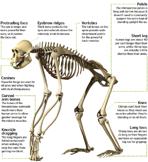 Anatomy of a chimpanzee – How It Works