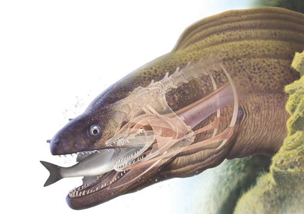How moray eels feed – How It Works