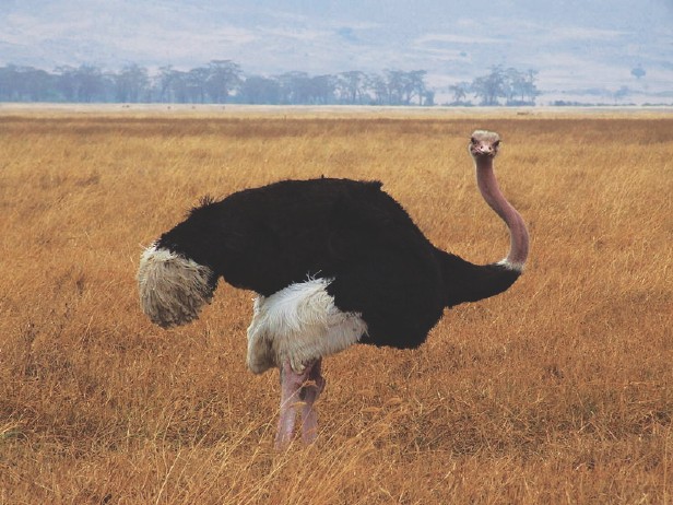 Anatomy of an ostrich – How It Works