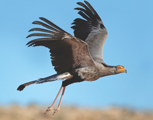 How did the secretary bird get its name? – How It Works