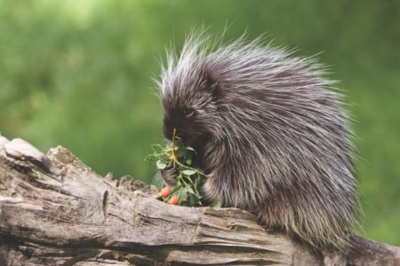 porcupines float porcupine environment porc howitworksdaily