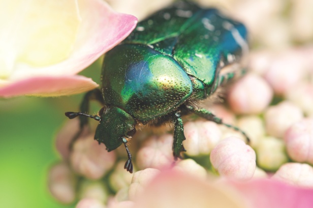 Why are scarab beetles so prolific? – How It Works