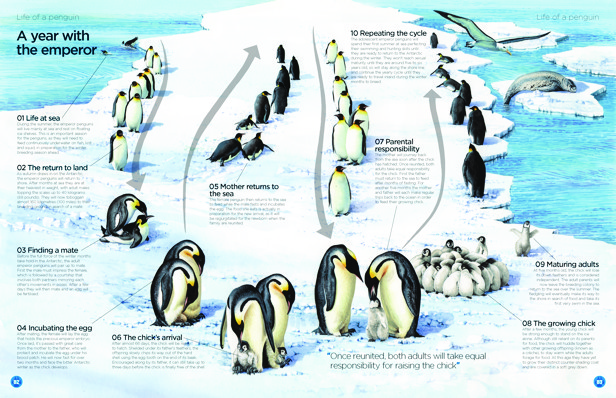 Go wild with World of Animals! How It Works