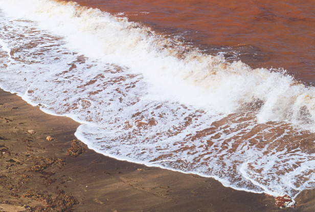 Red tide, algae, bloom