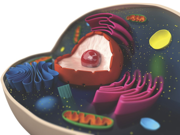 What does a cell's cytoplasm do? How It Works