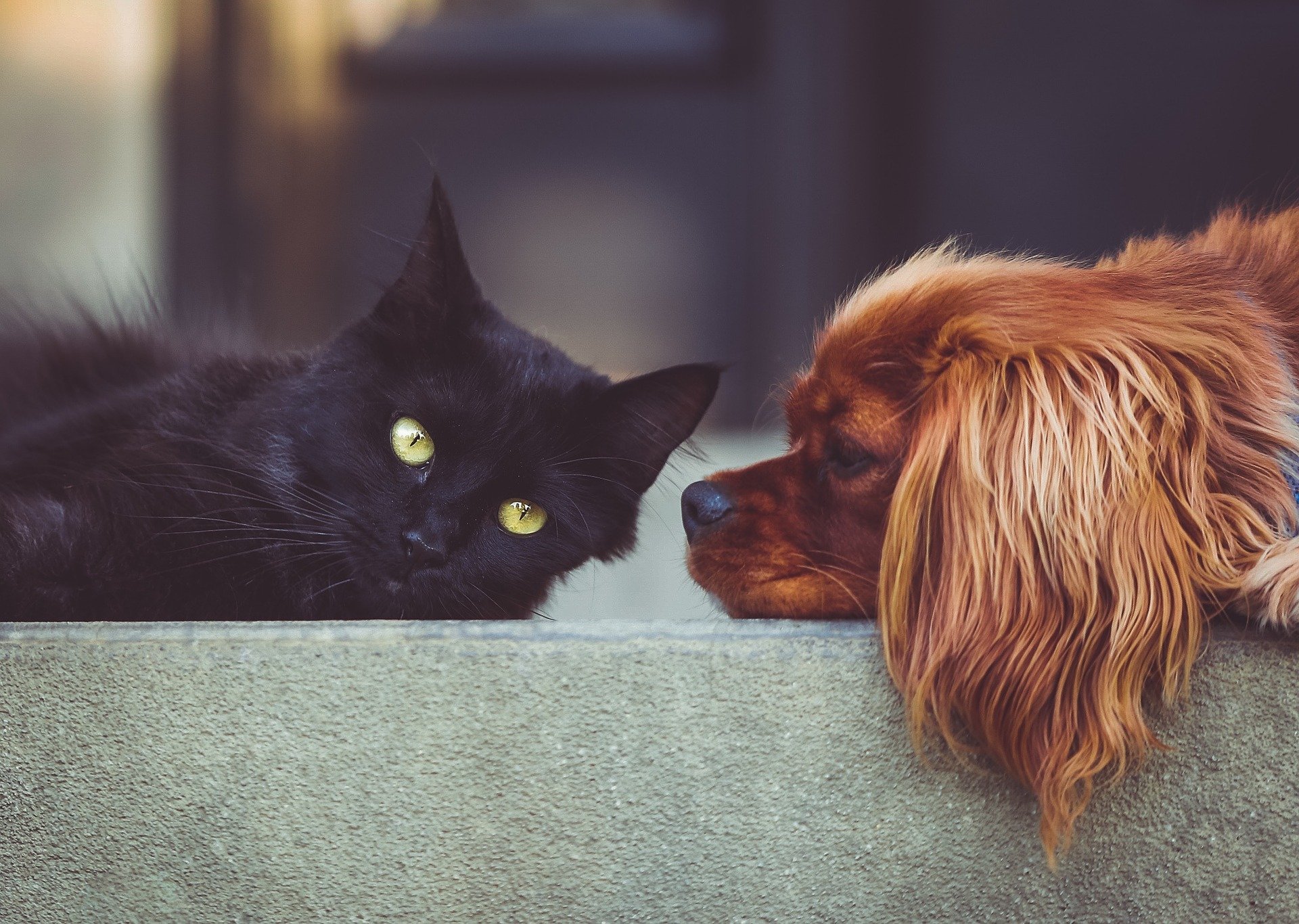 Which are smarter: cats or dogs?
