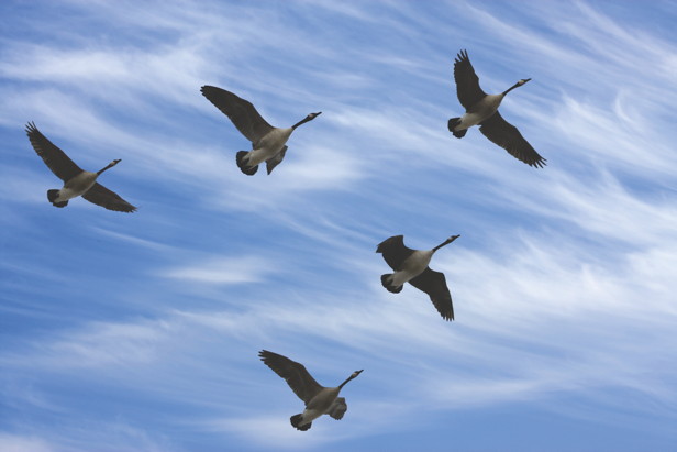 Why do flocks of geese fly in a V-formation? | How It Works