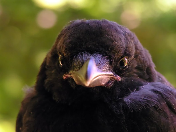 Crow Cleaverness Clever crows – How It Works