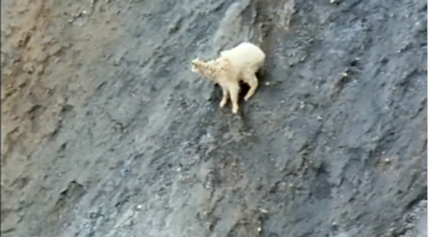 mountain goat, video, mountain, goat, hooves, climb, climbing