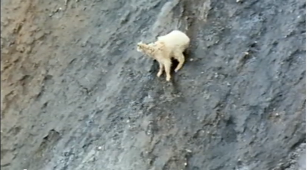 How to be a mountain goat