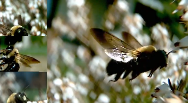 bee, flight, slow motion, slo-mo, HD, video, bumblebee