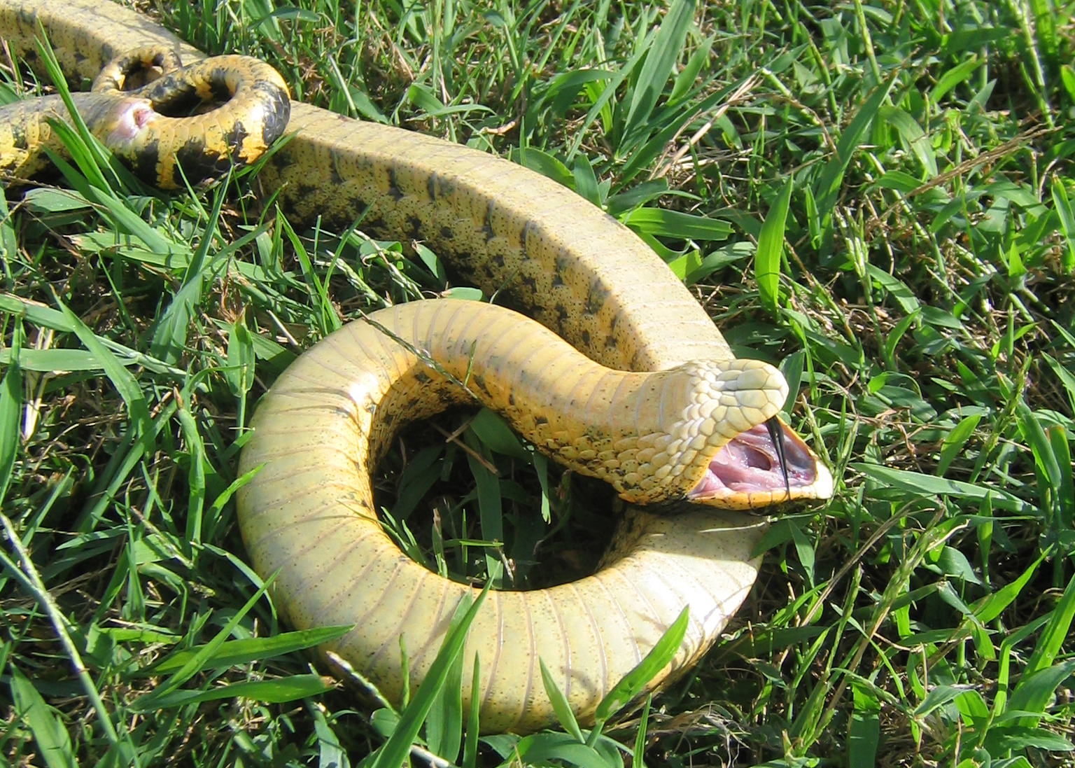 Watch the hognose snake play dead to deceive predators – How It Works